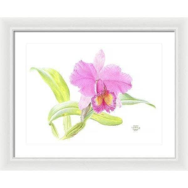 Crimson Cattleya Orchid - Framed Print | Artwork by Glen Loates