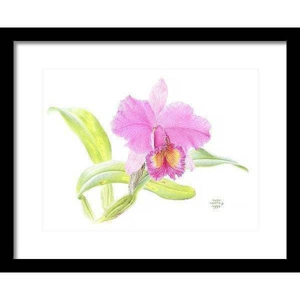 Crimson Cattleya Orchid - Framed Print | Artwork by Glen Loates