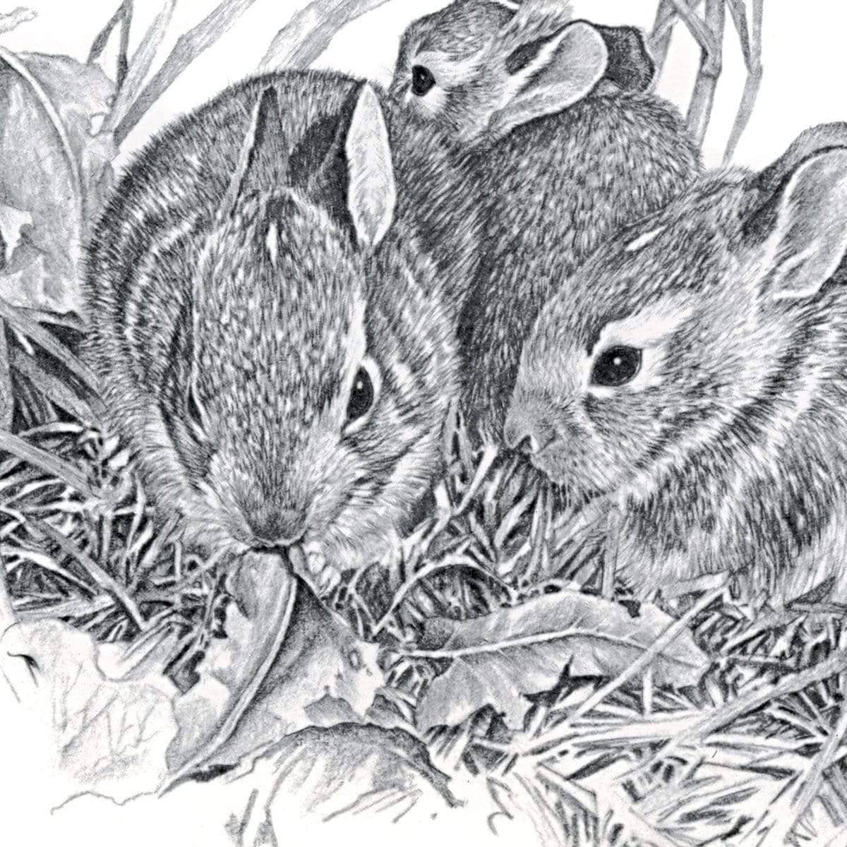Eastern Cottontail Bunnies - Canvas Print | Artwork by Glen Loates