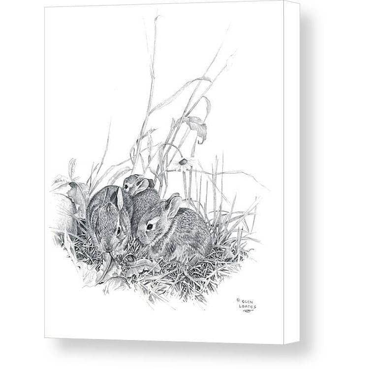 Eastern Cottontail Bunnies - Canvas Print | Artwork by Glen Loates