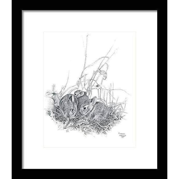 Eastern Cottontail Bunnies - Framed Print | Artwork by Glen Loates