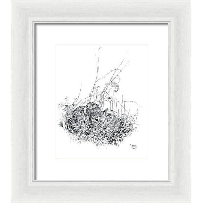 Eastern Cottontail Bunnies - Framed Print | Artwork by Glen Loates