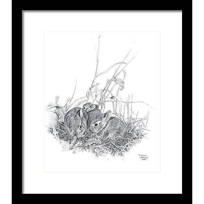 Eastern Cottontail Bunnies - Framed Print | Artwork by Glen Loates