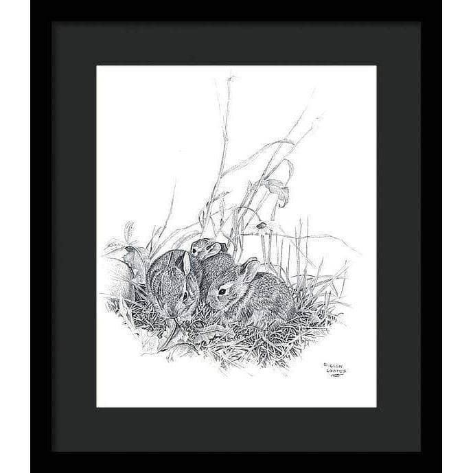 Eastern Cottontail Bunnies - Framed Print | Artwork by Glen Loates