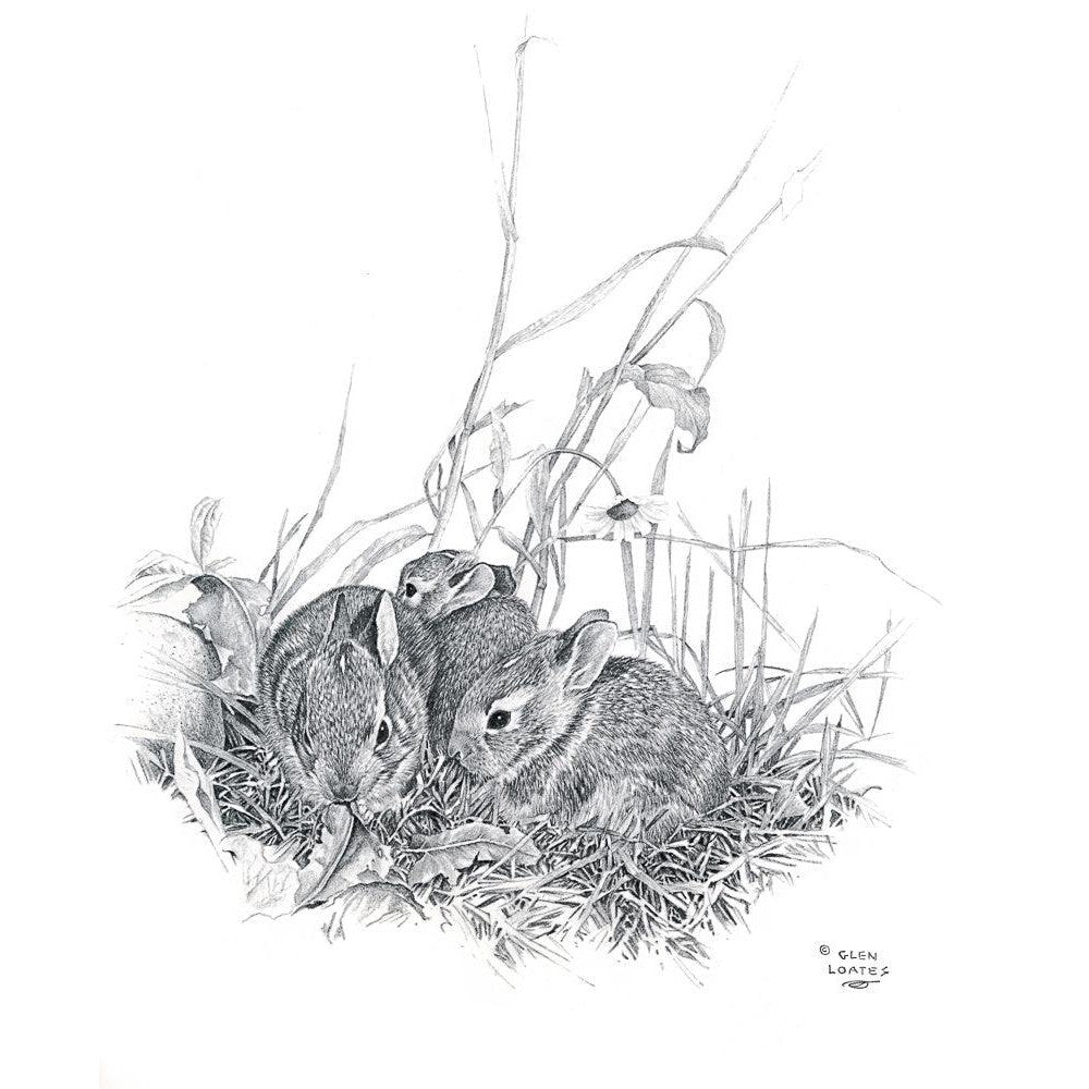Eastern Cottontail Bunnies - Framed Print | Artwork by Glen Loates