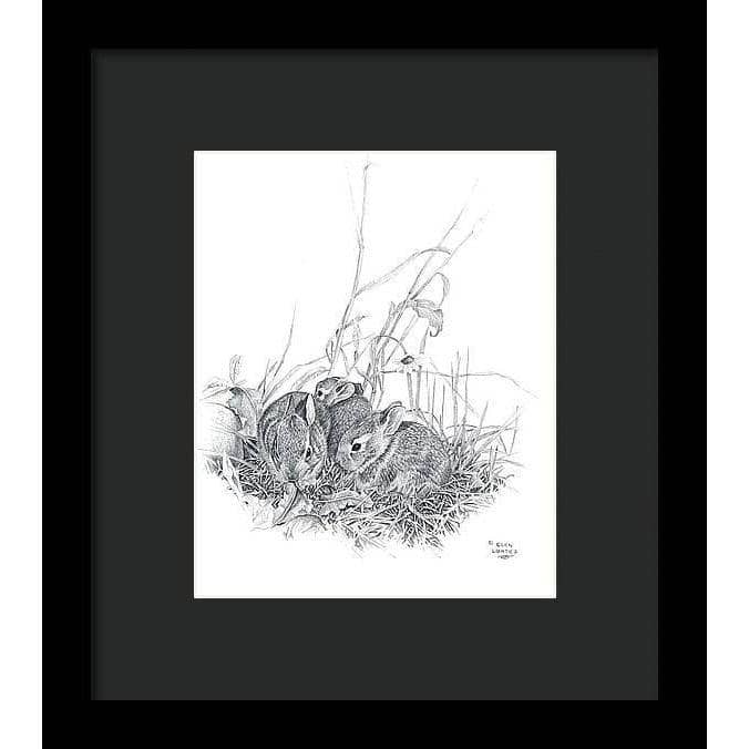 Eastern Cottontail Bunnies - Framed Print | Artwork by Glen Loates