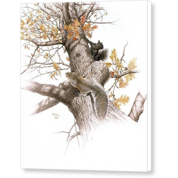 Eastern Gray Squirrels - Canvas Print | Artwork by Glen Loates