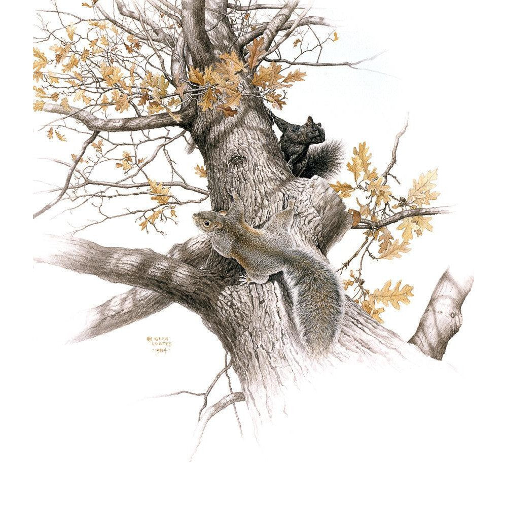 Eastern Gray Squirrels - Canvas Print | Artwork by Glen Loates