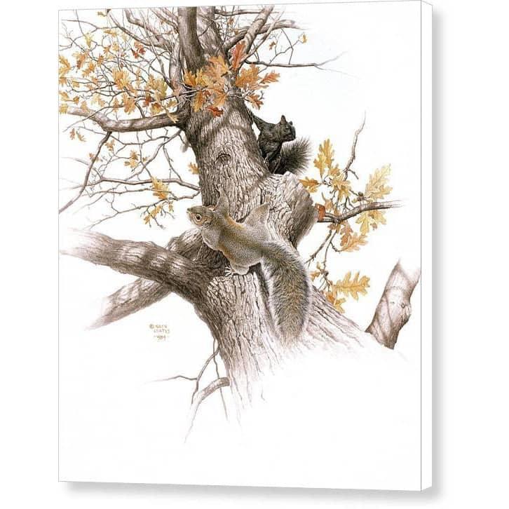 Eastern Gray Squirrels - Canvas Print | Artwork by Glen Loates
