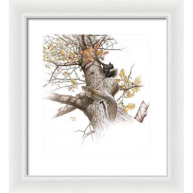 Eastern Gray Squirrels - Framed Print | Artwork by Glen Loates
