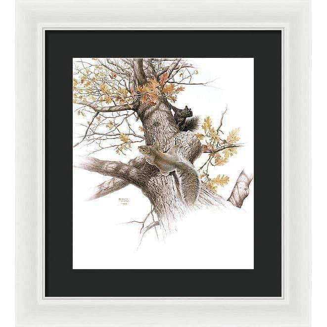 Eastern Gray Squirrels - Framed Print | Artwork by Glen Loates