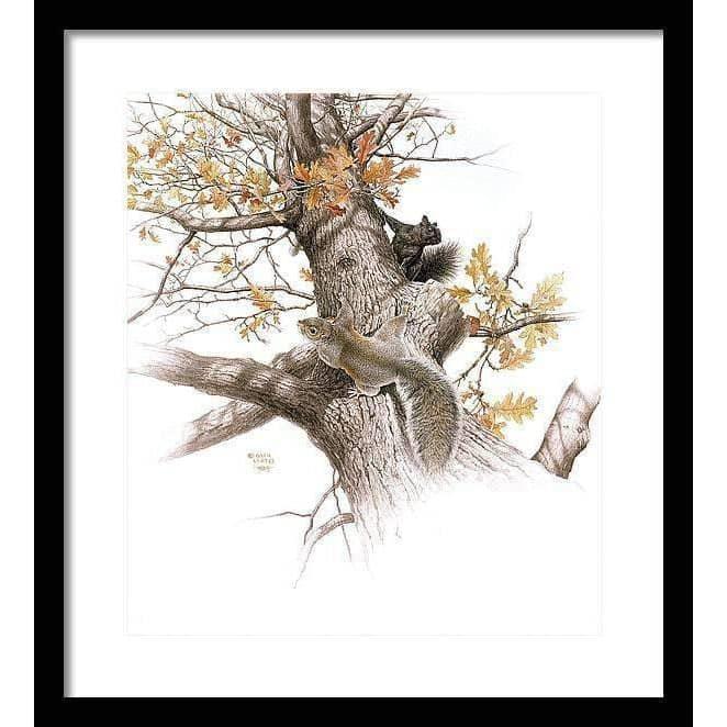 Eastern Gray Squirrels - Framed Print | Artwork by Glen Loates