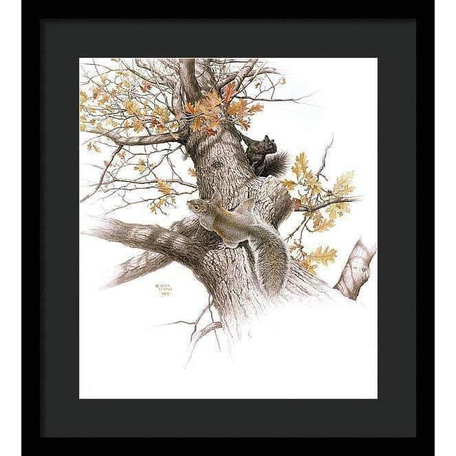 Eastern Gray Squirrels - Framed Print | Artwork by Glen Loates