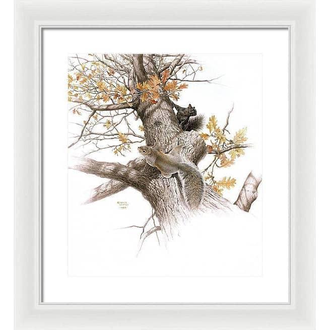Eastern Gray Squirrels - Framed Print | Artwork by Glen Loates