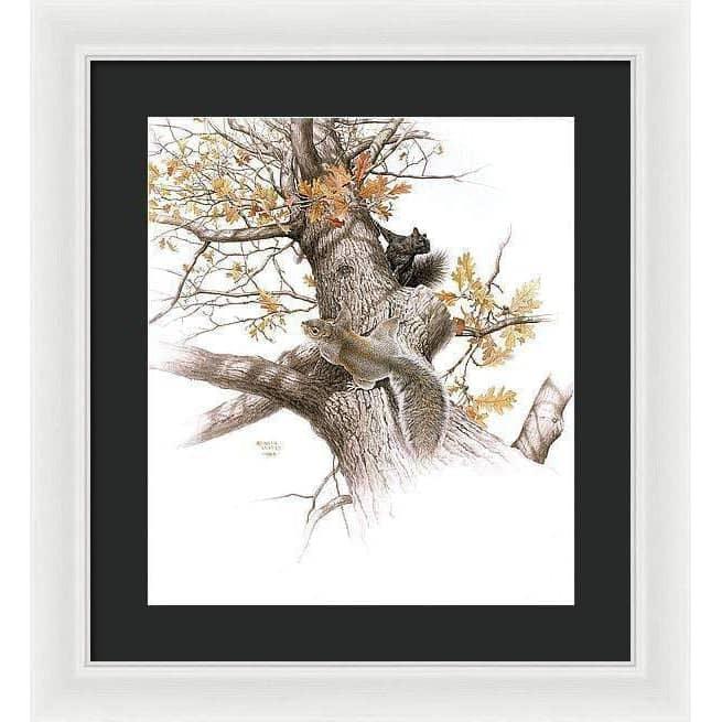 Eastern Gray Squirrels - Framed Print | Artwork by Glen Loates