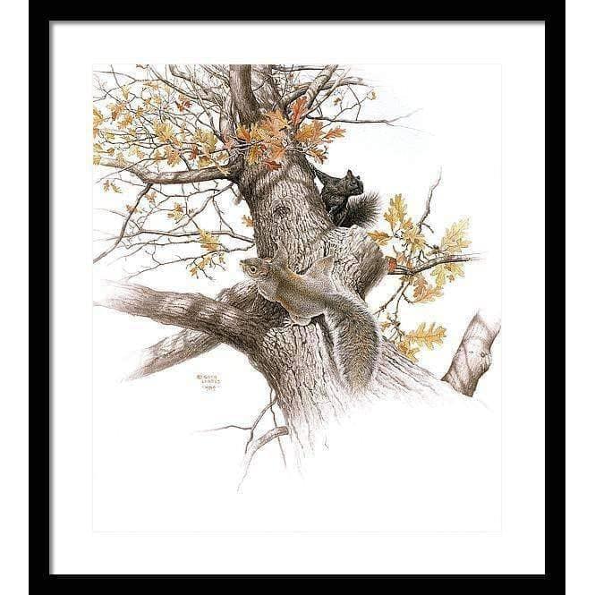 Eastern Gray Squirrels - Framed Print | Artwork by Glen Loates