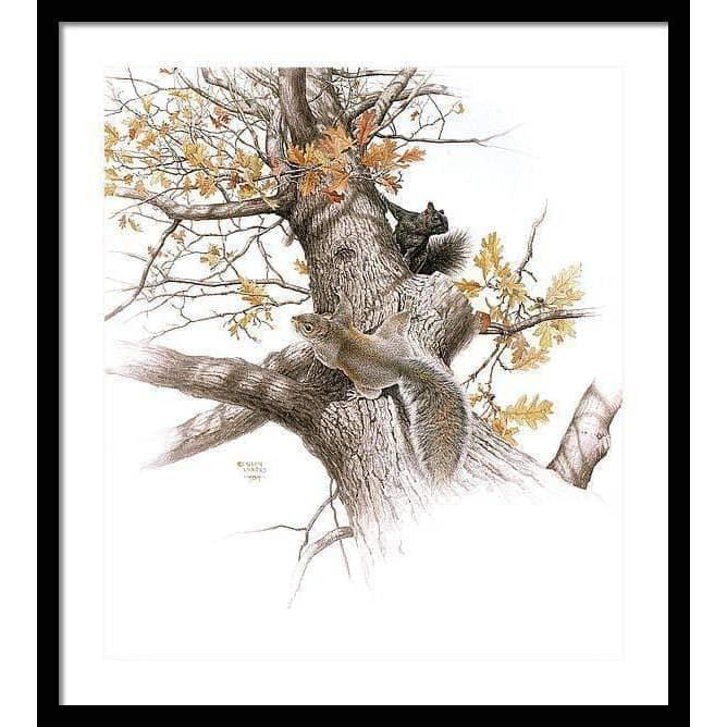 Eastern Gray Squirrels - Framed Print | Artwork by Glen Loates