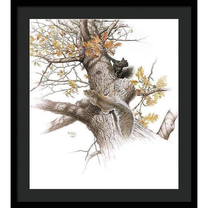 Eastern Gray Squirrels - Framed Print | Artwork by Glen Loates