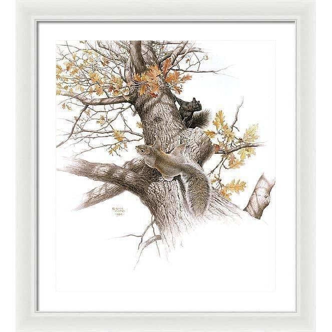 Eastern Gray Squirrels - Framed Print | Artwork by Glen Loates