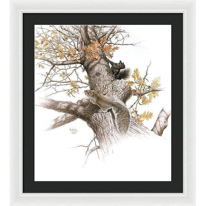 Eastern Gray Squirrels - Framed Print | Artwork by Glen Loates