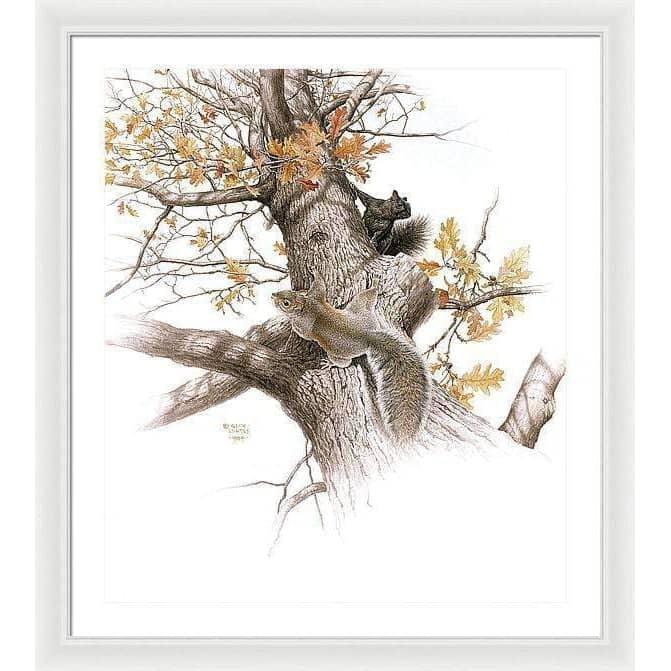 Eastern Gray Squirrels - Framed Print | Artwork by Glen Loates