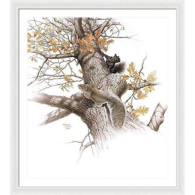 Eastern Gray Squirrels - Framed Print | Artwork by Glen Loates