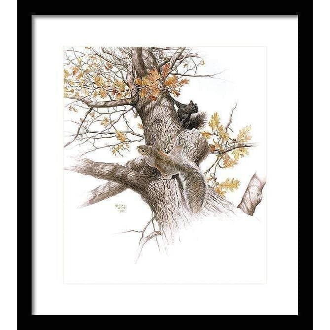 Eastern Gray Squirrels - Framed Print | Artwork by Glen Loates