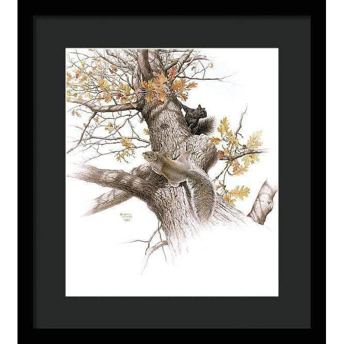 Eastern Gray Squirrels - Framed Print | Artwork by Glen Loates