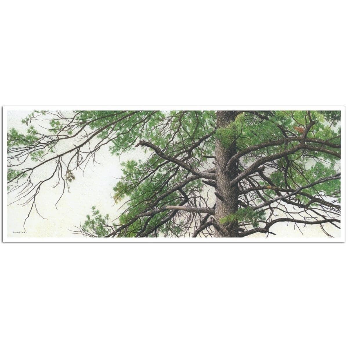 Eastern White Pine - Art Print | Artwork by Glen Loates