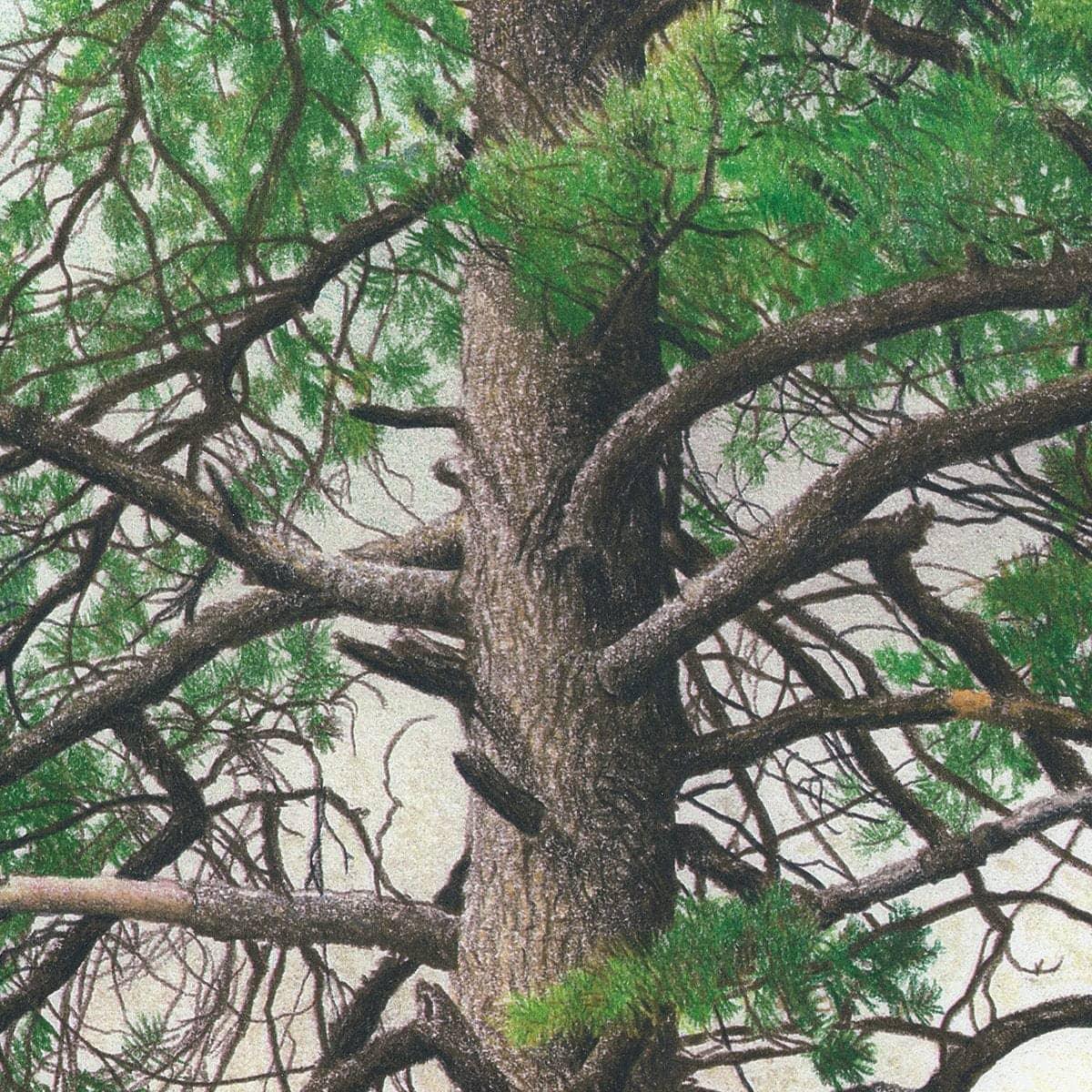 Eastern White Pine - Canvas Print | Artwork by Glen Loates