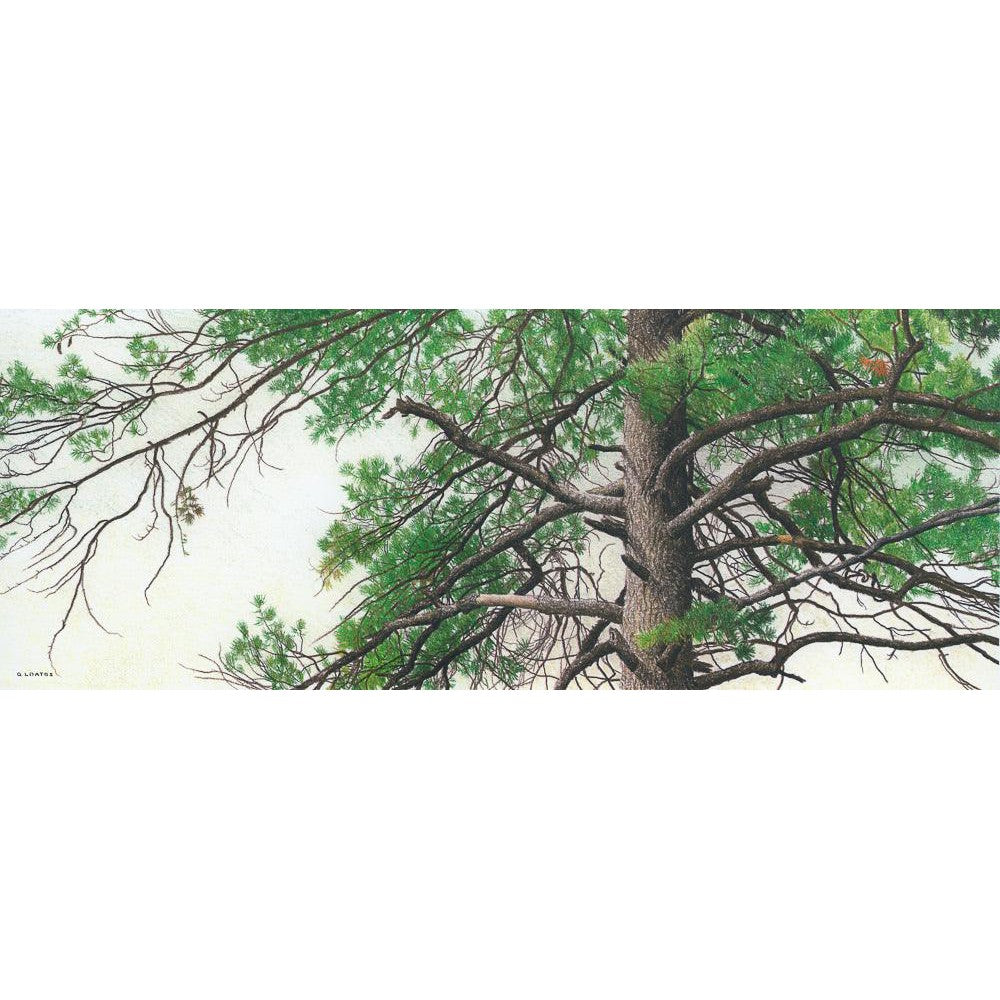 Eastern White Pine - Canvas Print | Artwork by Glen Loates