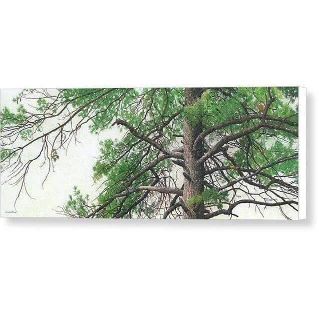 Eastern White Pine - Canvas Print | Artwork by Glen Loates