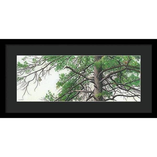 Eastern White Pine - Framed Print | Artwork by Glen Loates