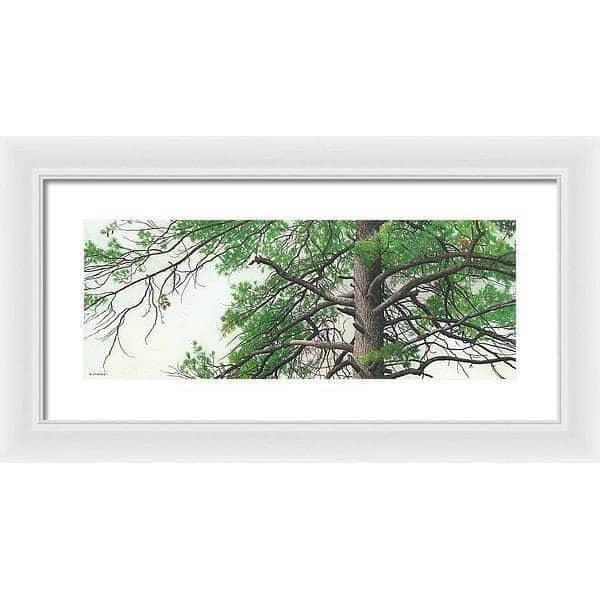 Eastern White Pine - Framed Print | Artwork by Glen Loates
