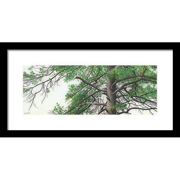 Eastern White Pine - Framed Print | Artwork by Glen Loates
