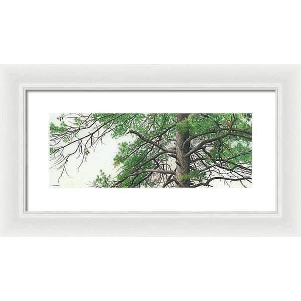 Eastern White Pine - Framed Print | Artwork by Glen Loates