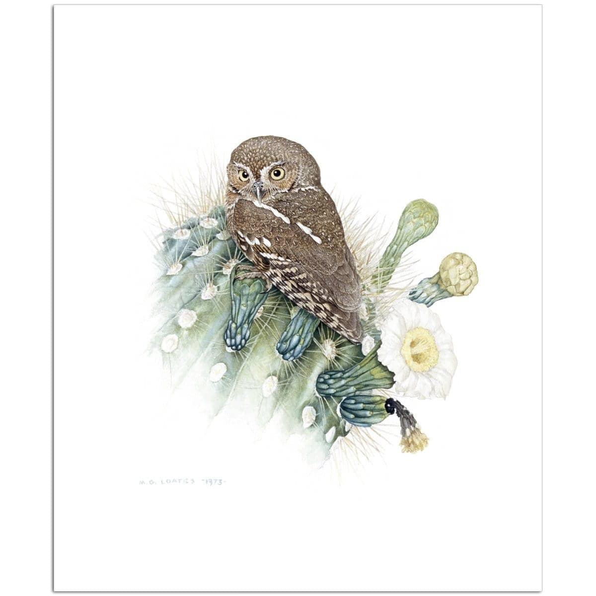 Elf Owl - Art Print | Artwork by Glen Loates