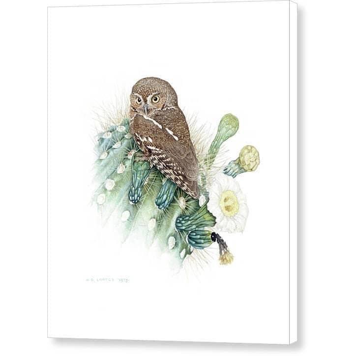 Elf Owl - Canvas Print | Artwork by Glen Loates