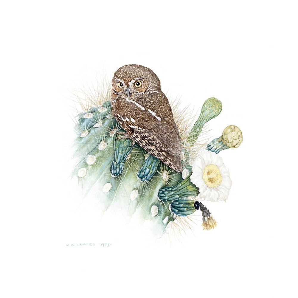 Elf Owl - Canvas Print | Artwork by Glen Loates