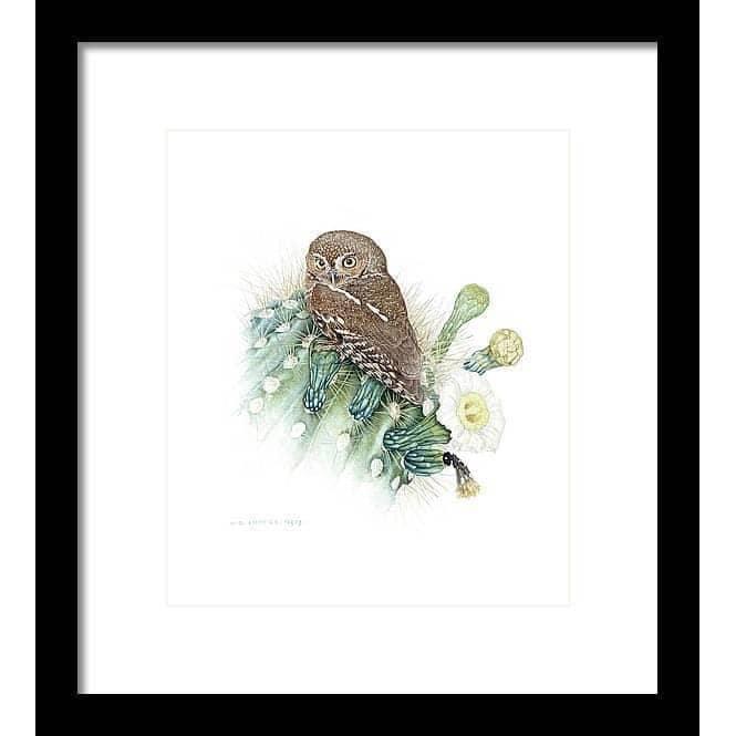 Elf Owl - Framed Print | Artwork by Glen Loates