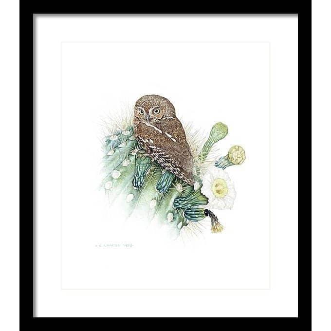 Elf Owl - Framed Print | Artwork by Glen Loates