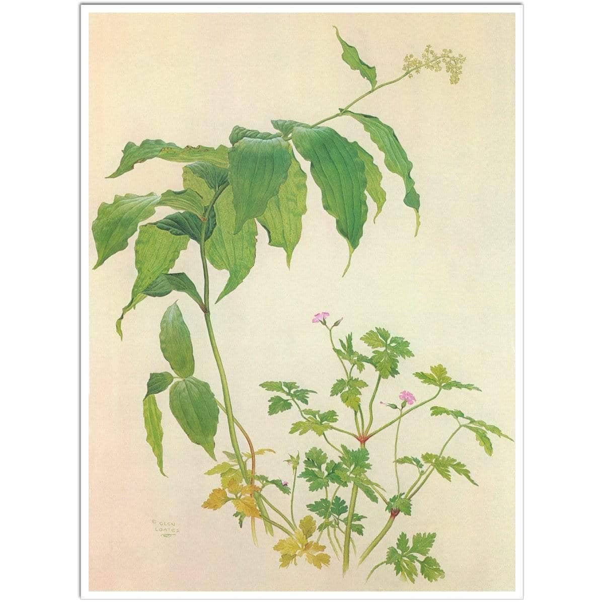 False Solomon&#39;s Seal and Herb-Robert Study - Art Print | Artwork by Glen Loates