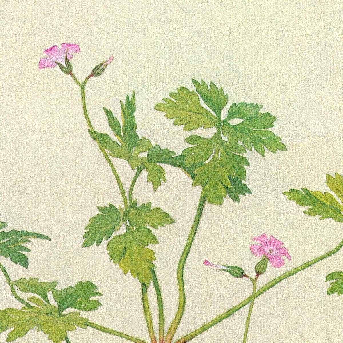 False Solomon&#39;s Seal and Herb-Robert Study - Canvas Print | Artwork by Glen Loates