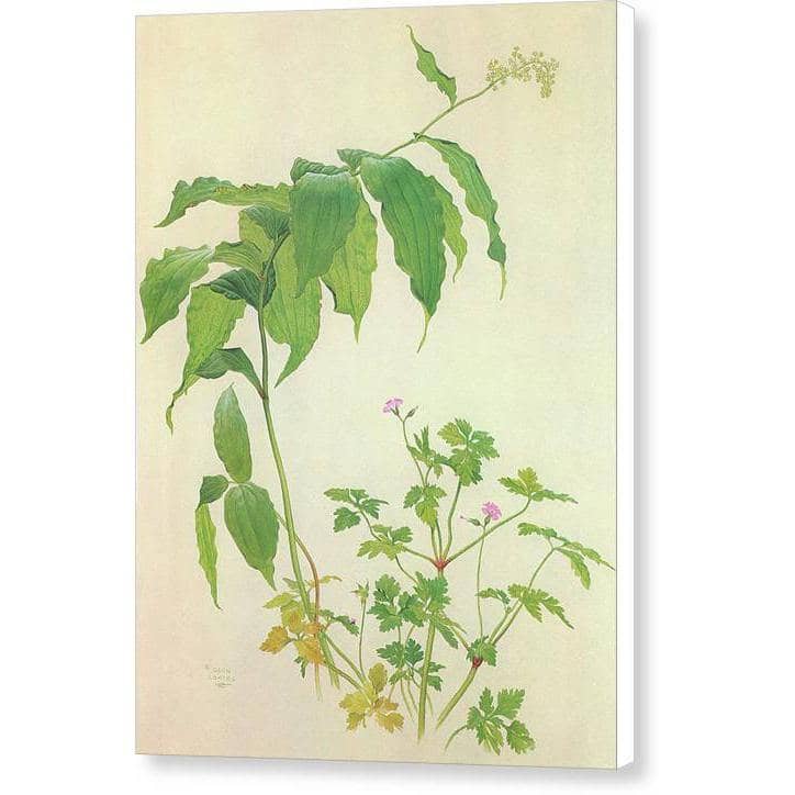 False Solomon&#39;s Seal and Herb-Robert Study - Canvas Print | Artwork by Glen Loates