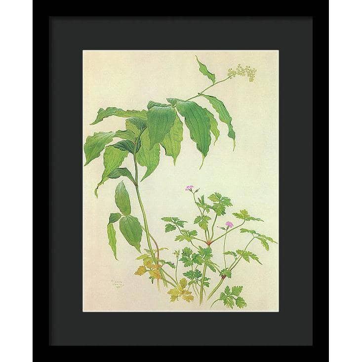 False Solomon&#39;s Seal and Herb-Robert Study - Framed Print | Artwork by Glen Loates
