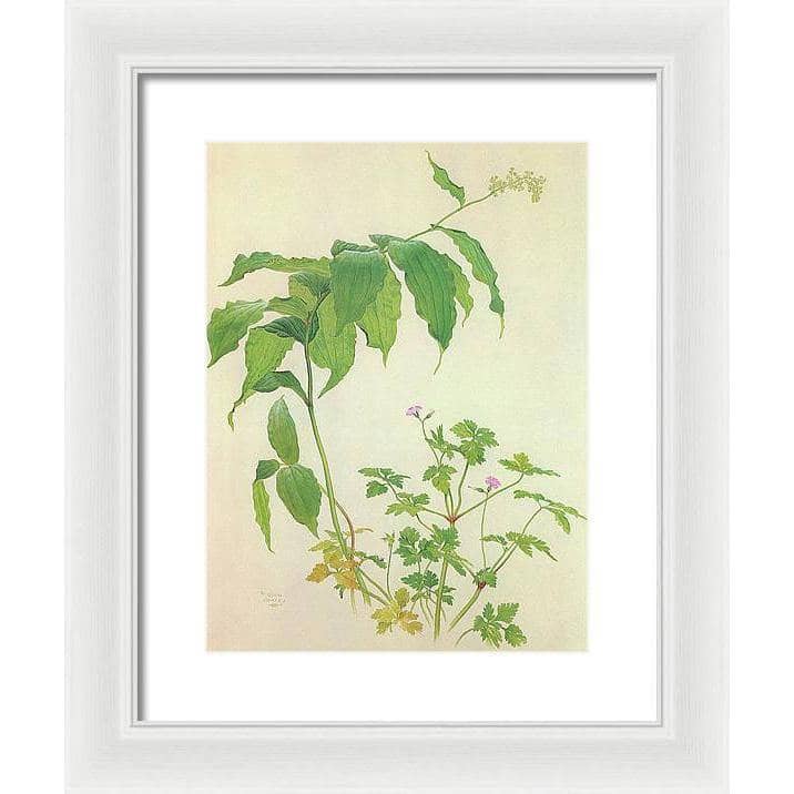 False Solomon&#39;s Seal and Herb-Robert Study - Framed Print | Artwork by Glen Loates