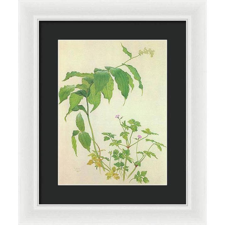 False Solomon&#39;s Seal and Herb-Robert Study - Framed Print | Artwork by Glen Loates