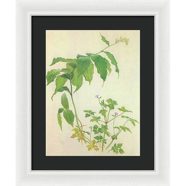 False Solomon&#39;s Seal and Herb-Robert Study - Framed Print | Artwork by Glen Loates
