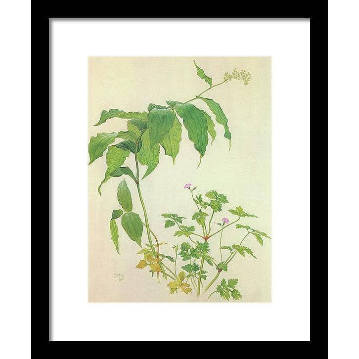 False Solomon&#39;s Seal and Herb-Robert Study - Framed Print | Artwork by Glen Loates