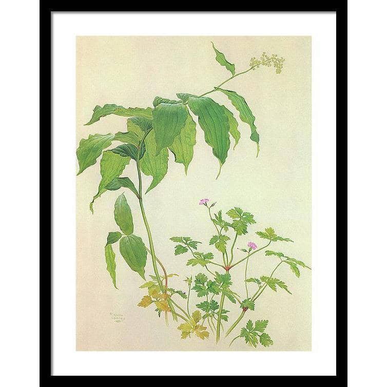False Solomon&#39;s Seal and Herb-Robert Study - Framed Print | Artwork by Glen Loates